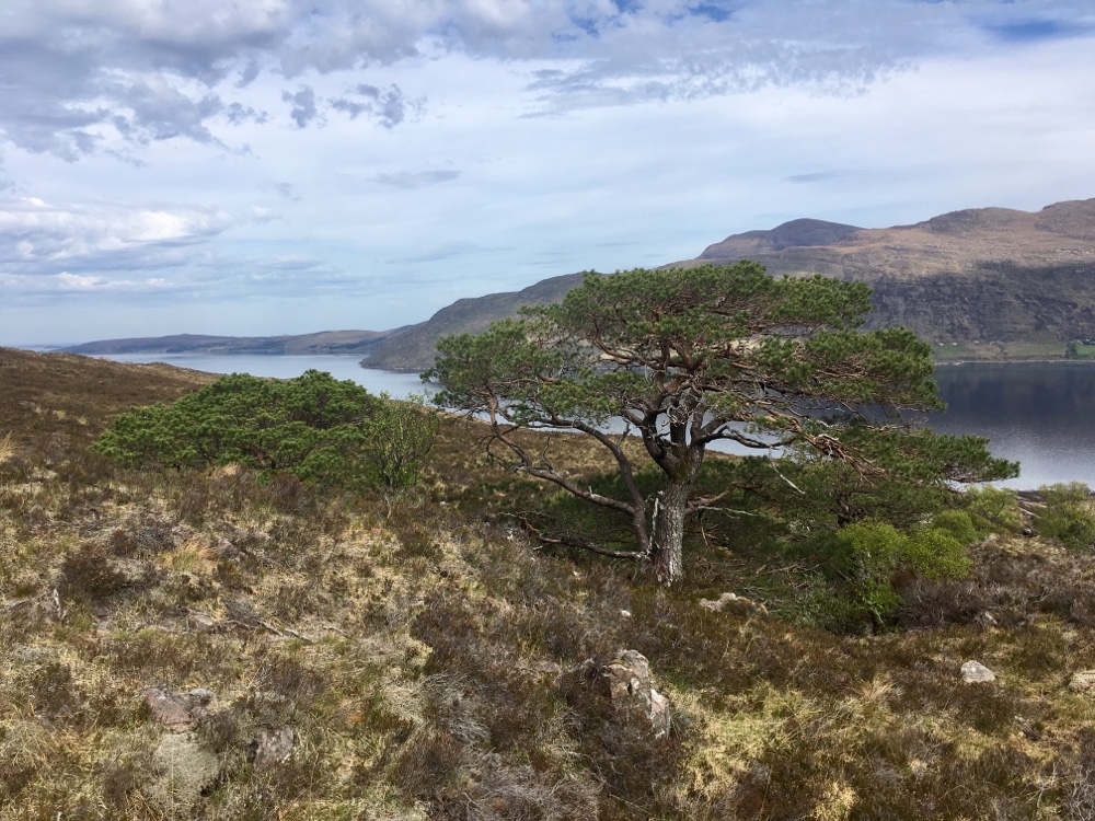 Schottland (Gairloch) – 11.05. – 25.05.2019 – 3. Tag Wanderung auf den Sail Mhor (767&nbsp;m)