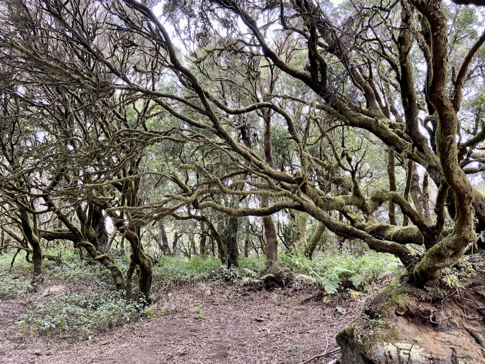 21.05.-04.06.2023: El Hierro – 5. Tag: Weiterfahrt nach Frontera mit Zwischenstopp in La&nbsp;Llania