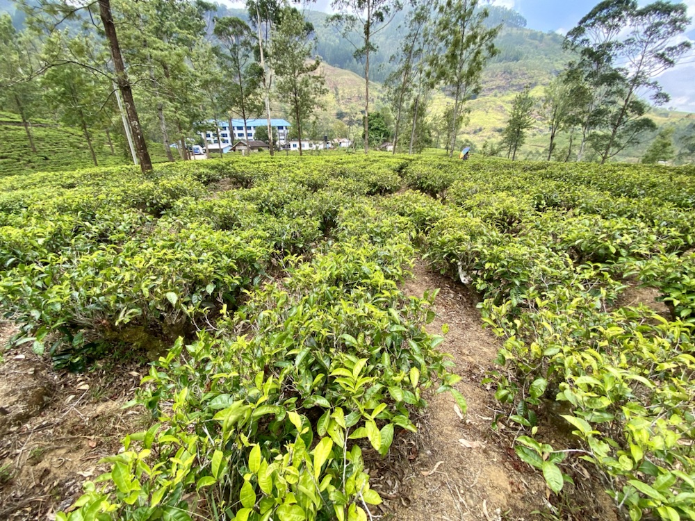 10.03.2024 – 31.03.2024 Sri Lanka – 15. Tag: Teeplantage, Nuwara Eliya und Fahrt nach&nbsp;Haputale