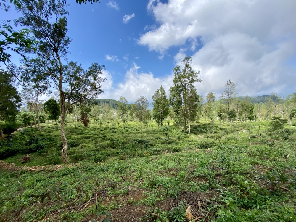10.03.2024 – 31.03.2034 Sri Lanka – 16. Tag: Zugfahrt von Haputale nach Idalgachinna und&nbsp;Wanderung