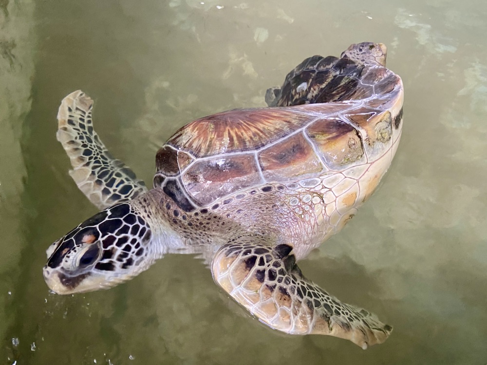 10.03.2024 – 31.03.2024 Sri Lanka – 19. Tag: Galle, Schildkrötenauffangstation und Fahrt nach&nbsp;Bentota