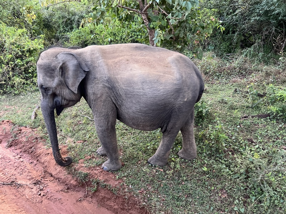 10.03.2024 – 31.03.2024 Sri Lanka – 18. Tag: Kataragama und Yala&nbsp;Nationalpark
