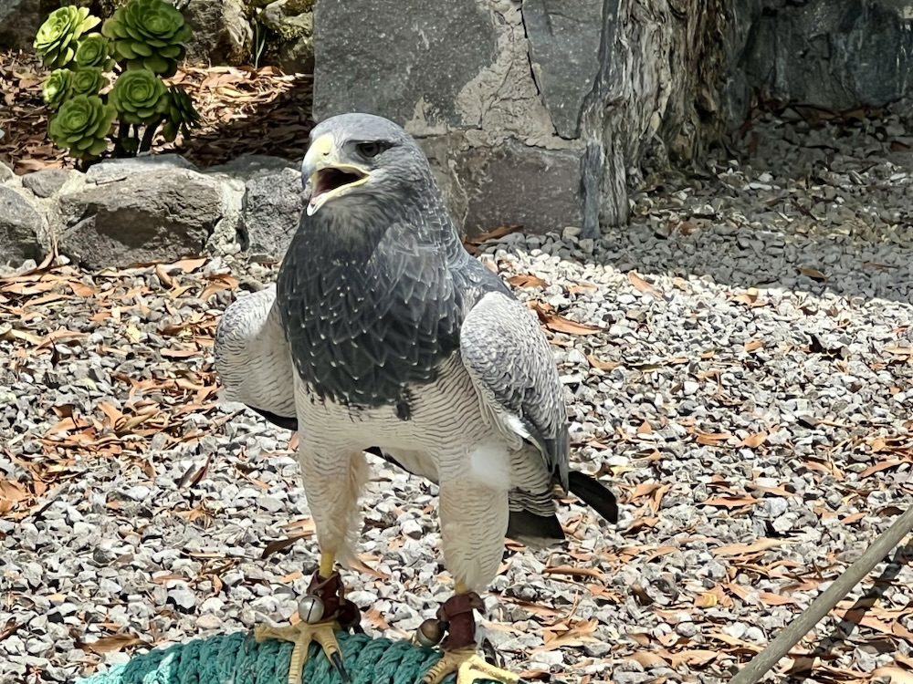 03.11.2024 – 28.11.2024 Ecuador und Galapagos – 5. Tag: Besuch Kondor Park und Fahrt nach&nbsp;Otavalo