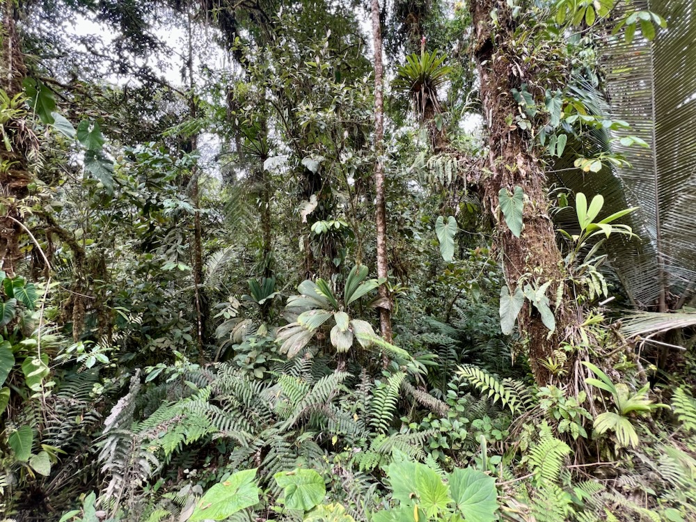 03.11.2024 – 28.11.2024 Ecuador und Galapagos – 8. Tag: Wanderung durch den Nebelwald und Fahrt nach&nbsp;Tena