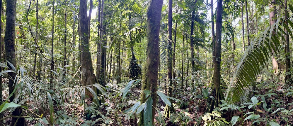 03.11.2024 – 28.11.2024 Ecuador und Galapagos – 9. Tag: Wanderung durch den Regenwald, Herstellung von Armbändern und Schokoladenherstellung