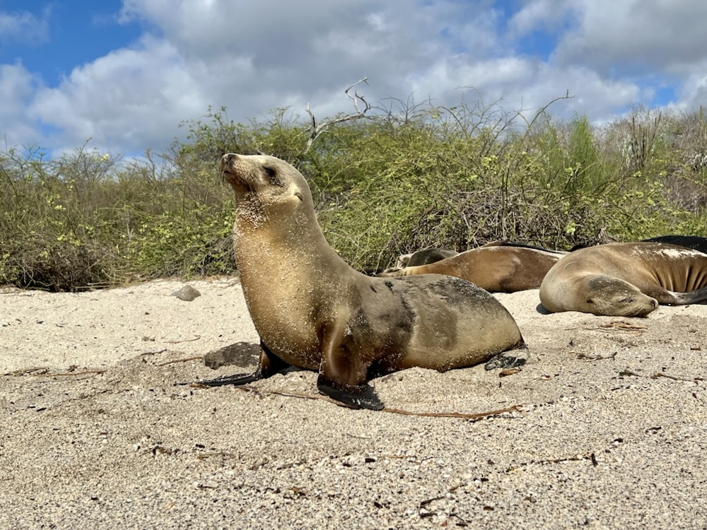 03.11.2024 – 28.11.2024 Ecuador und Galapagos – 15. Tag: Flug nach San Cristobal (Galapagos), Ortsrundgang und Interpretationszentrum