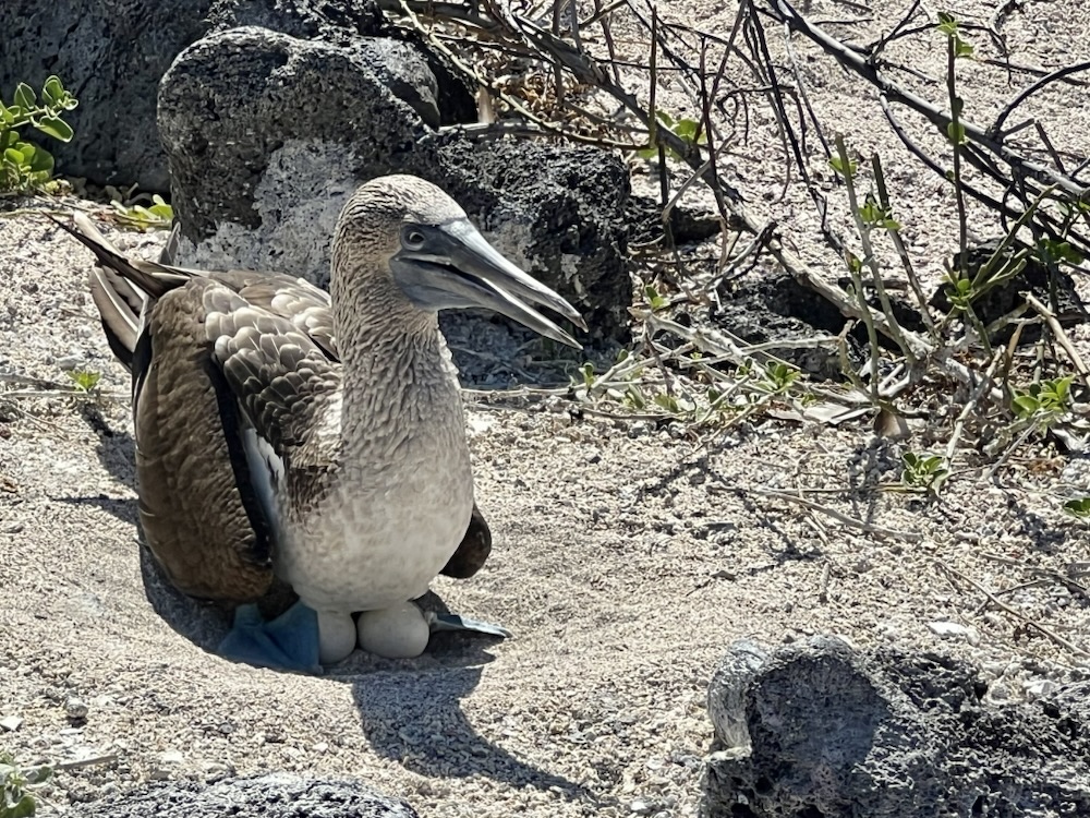 03.11.2024 – 28.11.2024 Ecuador und Galapagos – 16. Tag: San Cristobal (Galapagos), Strand La Loberia und Bootstour zur Insel Lobos mit&nbsp;Schnorcheln