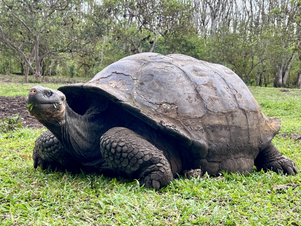03.11.2024 – 28.11.2024 Ecuador und Galapagos – 17. Tag: Bootsfahrt nach Santa Cruz (Galapagos), Besuch Charles Darwin Auffangstation, Zwillingskrater, Riesenschildkröten und&nbsp;Lavaröhre