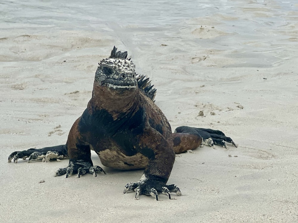 03.11.2024 – 28.11.2024 Ecuador und Galapagos – 18. Tag: Tortuga&nbsp;Bay