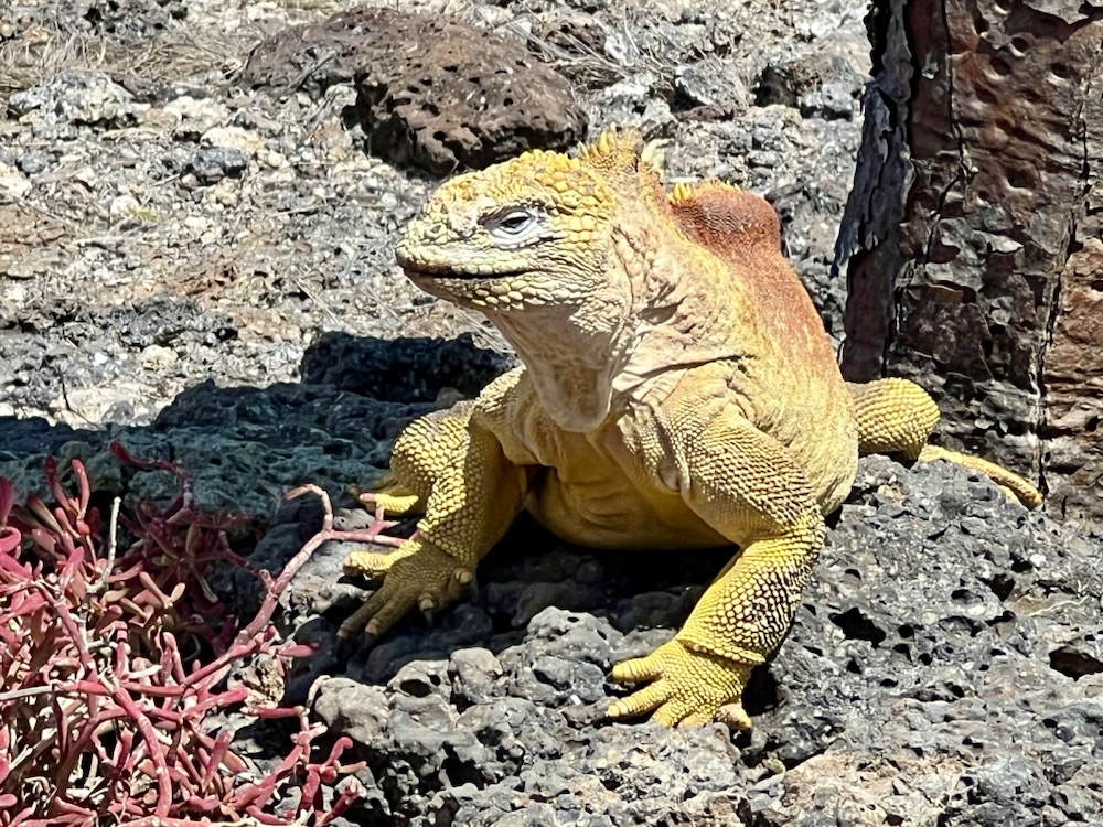 03.11.2024 – 28.11.2024 Ecuador und Galapagos – 19. Tag: Bootstour zur Insel Plaza Sur mit&nbsp;Schnorcheln