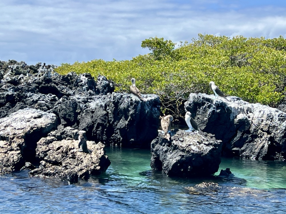 03.11.2024 – 28.11.2024 Ecuador und Galapagos – 21. Tag: Ausflug nach Las Tintoreras mit&nbsp;Schnorcheln